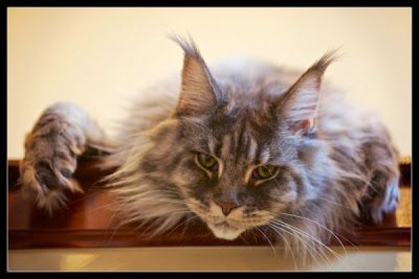 Магазины с наркотиками